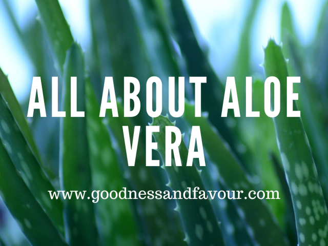 All About Aloe Vera – Beauty Hacks
